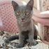 Britisih shorthair oyuncu cana yakın kedim fotoğraf