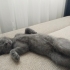 Britisih shorthair oyuncu cana yakın kedim fotoğraf