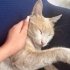 🧡 Dünyalar Tatlısı Oğlumuz Ömürlük Ailesini Arıyor 🐾 fotoğraf