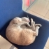 🧡 Dünyalar Tatlısı Oğlumuz Ömürlük Ailesini Arıyor 🐾 fotoğraf