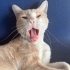 🧡 Dünyalar Tatlısı Oğlumuz Ömürlük Ailesini Arıyor 🐾 fotoğraf