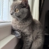 British shorthair LIA Kedimize yeni yuva ariyoruz. fotoğraf