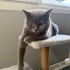 British shorthair LIA Kedimize yeni yuva ariyoruz. fotoğraf