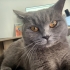 British shorthair LIA Kedimize yeni yuva ariyoruz. fotoğraf