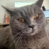 British shorthair LIA Kedimize yeni yuva ariyoruz. fotoğraf