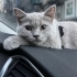 Dişi kısır çipli Scottish fold shorthair fotoğraf