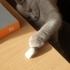 Dişi kısır çipli Scottish fold shorthair fotoğraf
