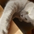 Dişi kısır çipli Scottish fold shorthair fotoğraf