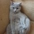 Dişi kısır çipli Scottish fold shorthair fotoğraf