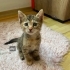 Acil yuva aranıyor fotoğraf