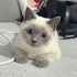 Tam bir oyuncu kedi fotoğraf