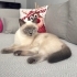 Tam bir oyuncu kedi fotoğraf