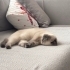 Tam bir oyuncu kedi fotoğraf