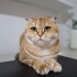Scottish Fold Golden Tabby (Ücretsiz sahiplendirme) fotoğraf