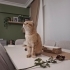 Scottish Fold Golden Tabby (Ücretsiz sahiplendirme) fotoğraf