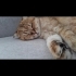 Scottish Fold Golden Tabby (Ücretsiz sahiplendirme) fotoğraf