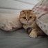 Scottish Fold Golden Tabby (Ücretsiz sahiplendirme) fotoğraf