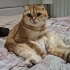 Scottish Fold Golden Tabby (Ücretsiz sahiplendirme) fotoğraf