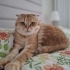 Scottish Fold Golden Tabby (Ücretsiz sahiplendirme) fotoğraf