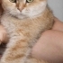 Scottish Fold Golden Tabby (Ücretsiz sahiplendirme) fotoğraf