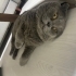 Paşamıza yeni yuva arıyoruz fotoğraf