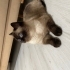 Ücretsiz yeni yuvamı arıyorum fotoğraf