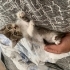 DÜNYALAR GÜZELİ BİR BEBEĞE ÖMÜRLÜK DOST OLMAK İSTER MİSİNİZ fotoğraf