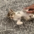 DÜNYALAR GÜZELİ BİR BEBEĞE ÖMÜRLÜK DOST OLMAK İSTER MİSİNİZ fotoğraf