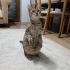 Mia için kalıcı yuva arıyoruz fotoğraf