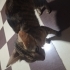 Yeni anne 6 yavrusu var anne 1 yaşında fotoğraf
