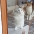 Kalıcı yuva arıyoruz fotoğraf