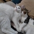 Kalıcı yuva arıyoruz fotoğraf