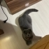 Müthiş bir kedi ama ilgilenemiyoruz fotoğraf