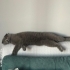 Müthiş bir kedi ama ilgilenemiyoruz fotoğraf