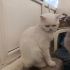Sevecen ve oldukça hareketli oyun sever yavrular fotoğraf