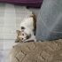 minik calico bebişimize acil yuva arıyoruz fotoğraf