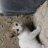 minik calico bebişimize acil yuva arıyoruz fotoğraf