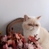 İran exotic shorthair 1 yaşında fotoğraf