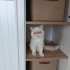 İran exotic shorthair 1 yaşında fotoğraf