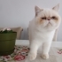 İran exotic shorthair 1 yaşında fotoğraf
