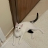 Dünyalar Tatlısı Akça Yuvasını Arıyor! 🐾 fotoğraf