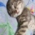 Sakarya ücretsiz kedi ilanı fotoğraf