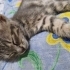 Sakarya ücretsiz kedi ilanı fotoğraf