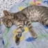 Sakarya ücretsiz kedi ilanı fotoğraf