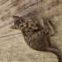 Sakarya ücretsiz kedi ilanı fotoğraf