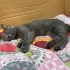 Russian Blue cins kedi Mia yuva arıyor!! fotoğraf