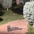 Russian Blue cins kedi Mia yuva arıyor!! fotoğraf