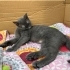 Russian Blue cins kedi Mia yuva arıyor!! fotoğraf