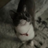 Tam bir ev kedisi fotoğraf