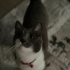 Tam bir ev kedisi fotoğraf